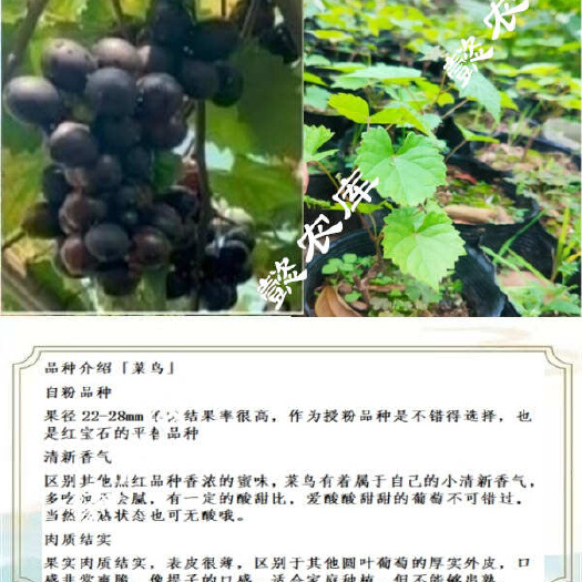 菜鸟美国圆叶葡萄庭院露天地栽果树苗抗性强麝香葡萄