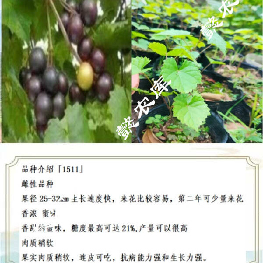 永春县1511美国圆叶葡萄庭院露天地栽果树苗抗性强麝香葡萄