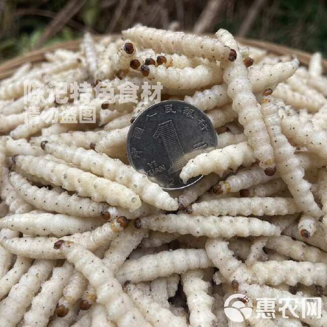 （广东隔日达）无冰小竹虫，干冻，不裹冰，云南竹虫，竹节虫