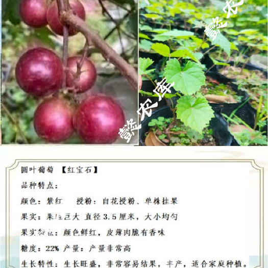 永春县红宝石美国圆叶葡萄庭院露天地栽果树苗抗性强麝香葡萄