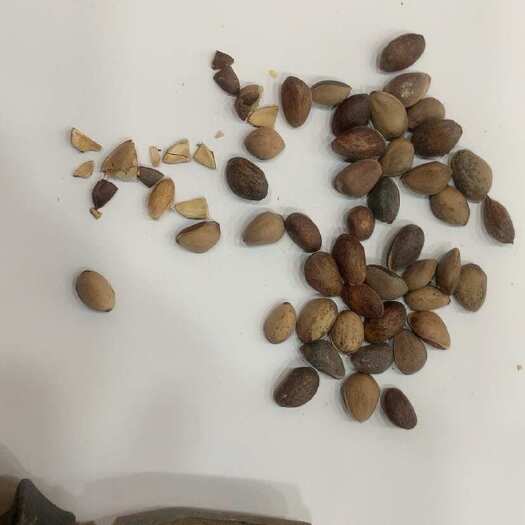 陇西县松籽籽