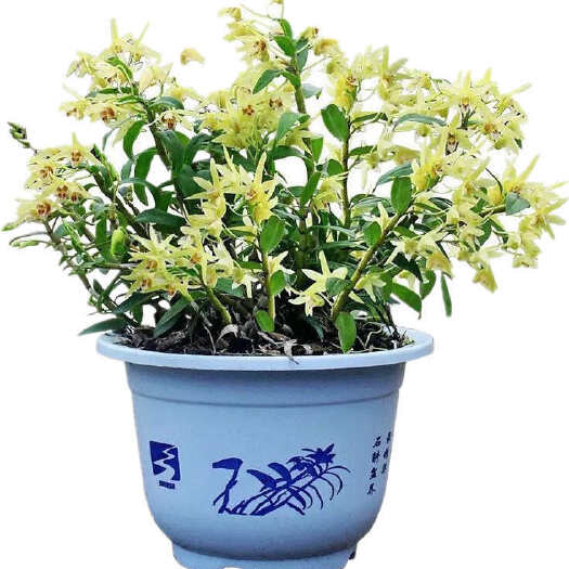 曲靖云南铁皮石斛盆栽