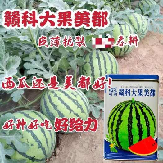 沭阳县原装赣科大果美都麒麟瓜种子中早熟品种耐裂薄皮大红高糖西瓜种籽
