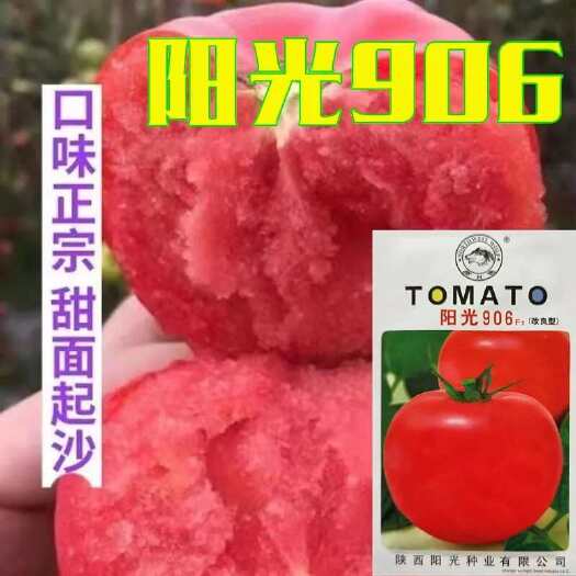 沭阳县阳光906西红柿种子早熟大果沙瓤无菌高产抗病耐寒蕃茄蔬菜种籽