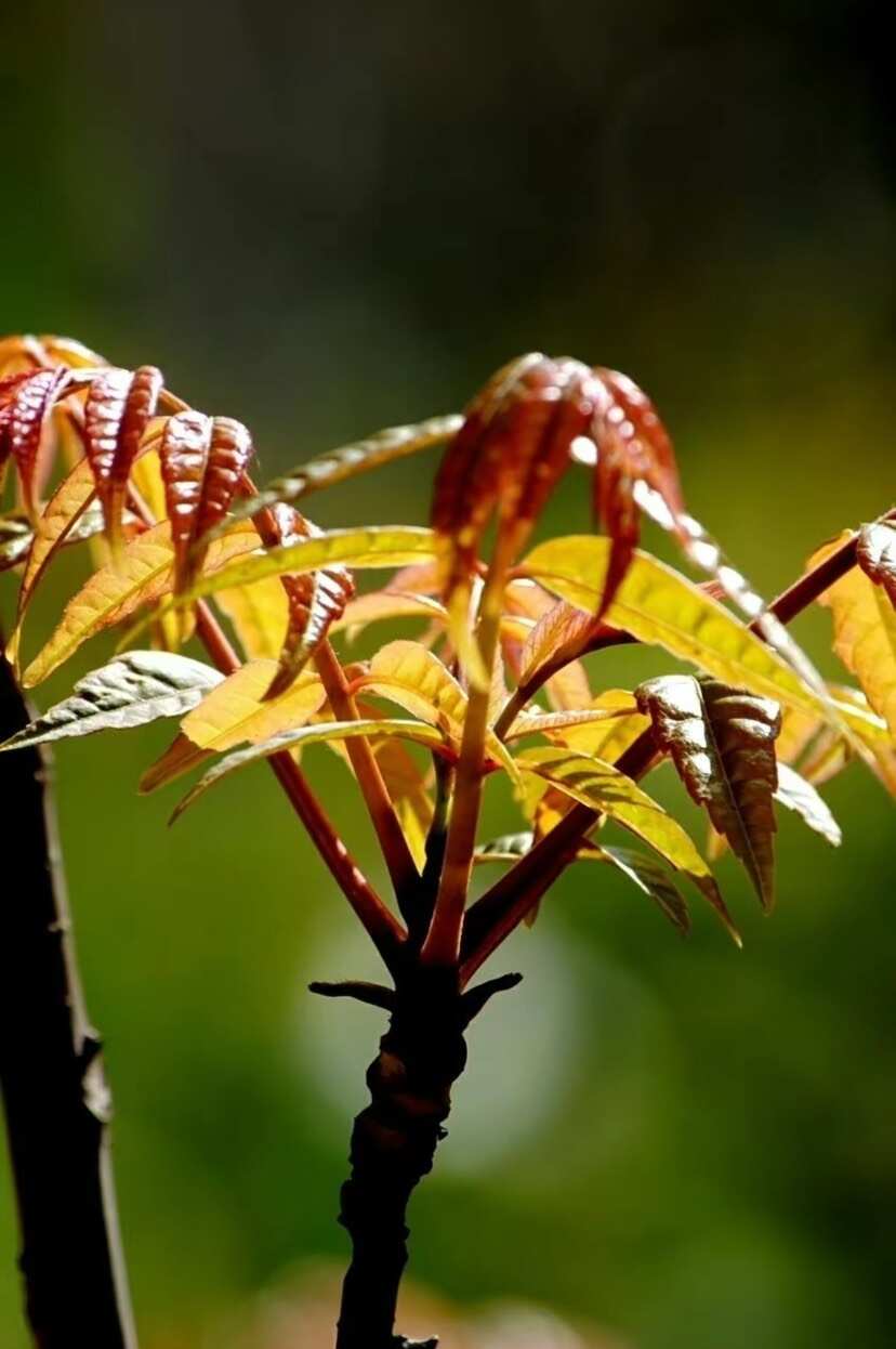 香椿芽
