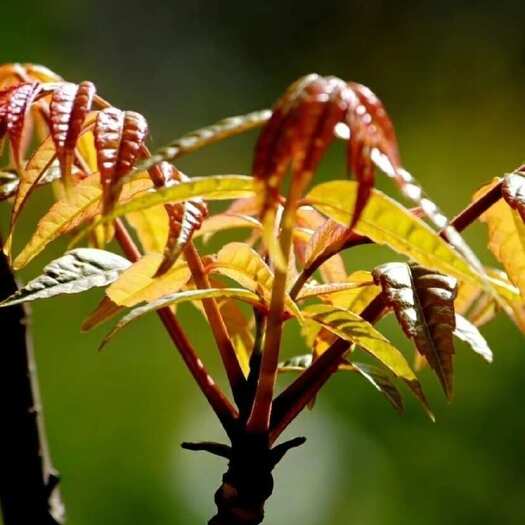 香椿芽