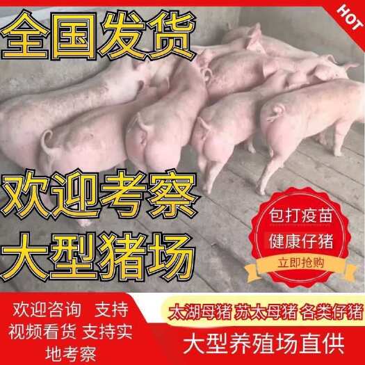 沂水县三元仔猪繁育基地常年出售、欢迎新老客户前来选购