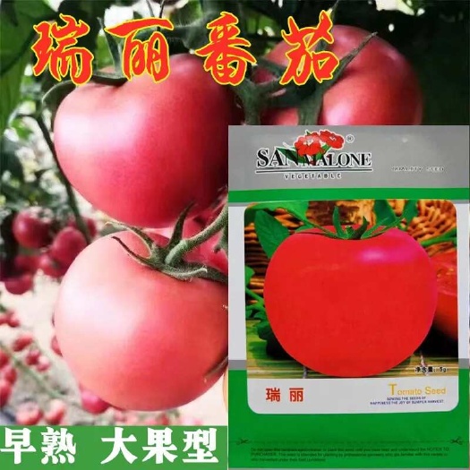 沭阳县瑞丽西红柿种子粉红大果沙瓤无菌高产抗病耐寒蕃茄盆栽蔬菜种籽