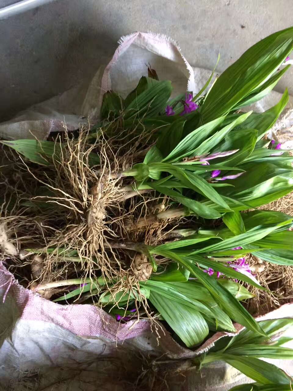 白及，紫花三叉大白芨
