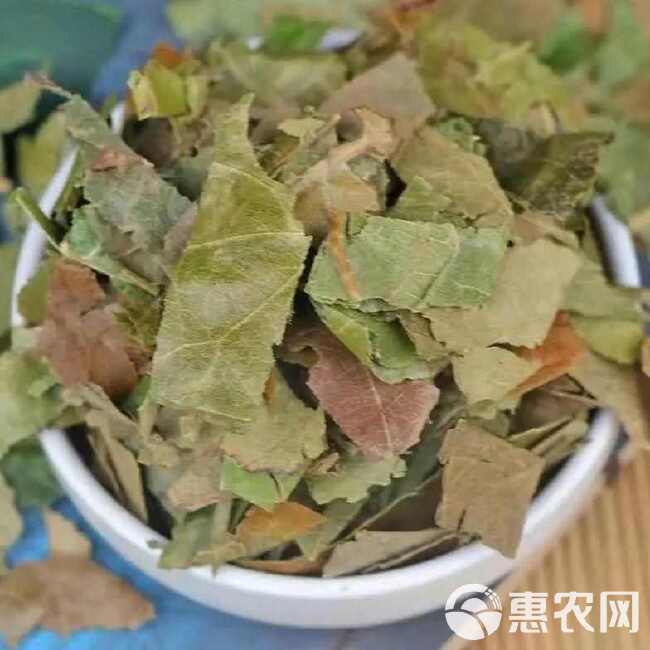 中药材新货柿子霜后叶非新鲜柿叶整张叶柿子叶茶柿子叶袋泡茶柿叶