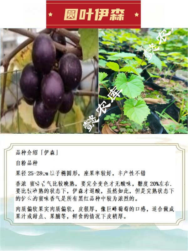 伊森美国圆叶葡萄庭院露天地栽果树苗抗性强麝香葡萄