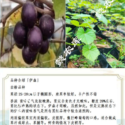 永春县伊森美国圆叶葡萄庭院露天地栽果树苗抗性强麝香葡萄