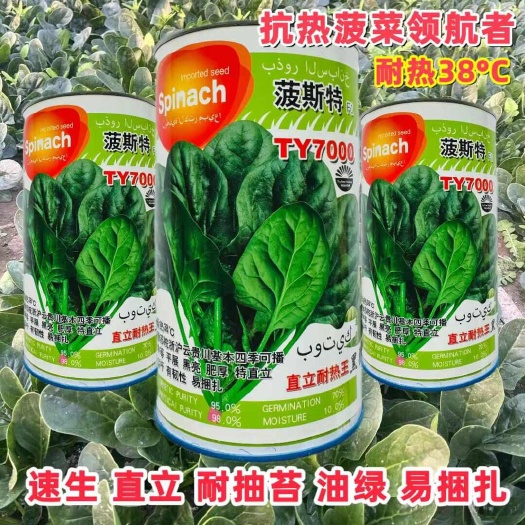 沭阳县直立耐热王菠菜种子出口加工品种耐热性好抗病强株型直立夏日
