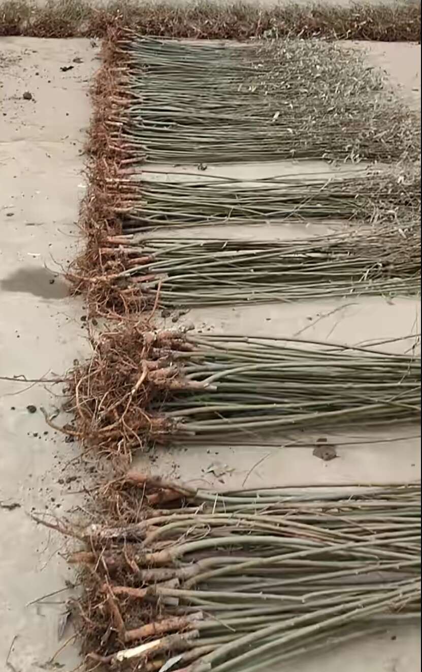柳树苗