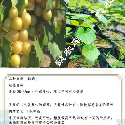 永春县帕姆美国圆叶葡萄庭院露天地栽果树苗抗性强麝香葡萄