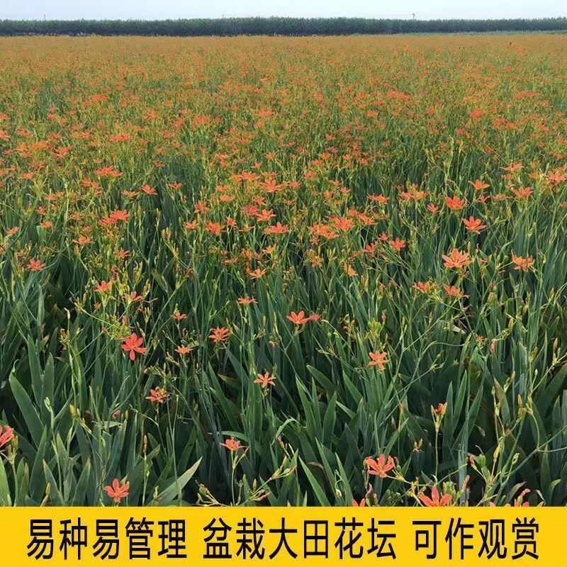 药材射干种苗