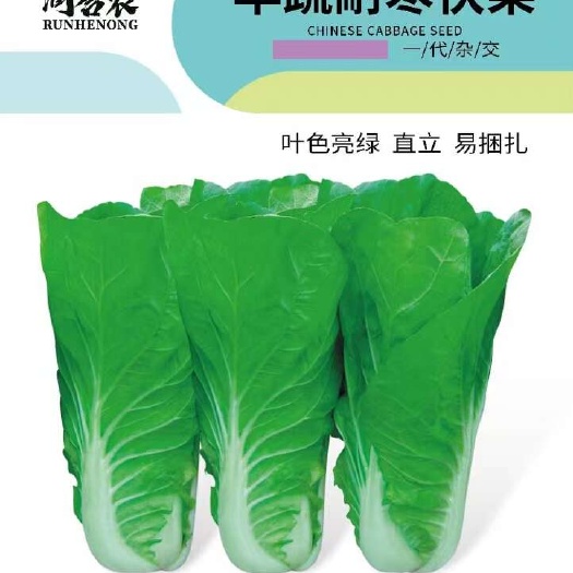 华蔬耐寒快菜种子 耐低温 生长速度快,叶片厚
