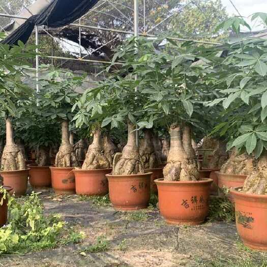 普宁市发财树大的都有￼价格咨询 因为多种 ￼￼