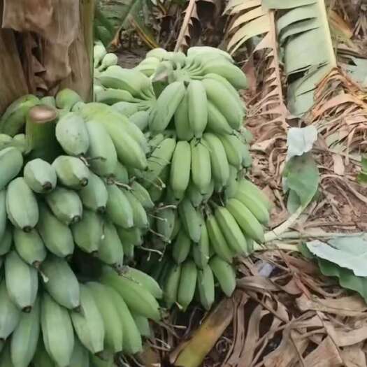 广东省徐闻县产地小米香蕉七到八成熟精品