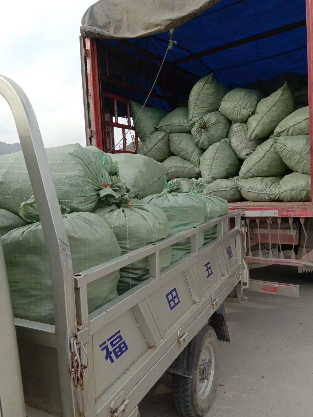 白及，紫花三叉大白芨