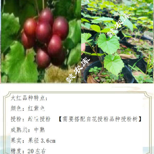 永春县大红美国圆叶葡萄庭院露天地栽果树苗抗性强麝香葡萄