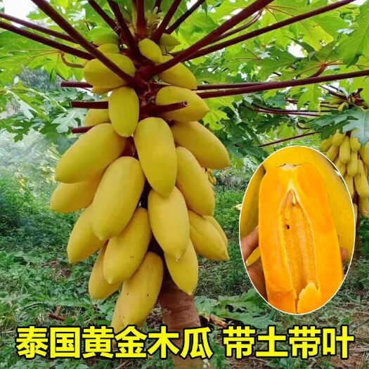 灵山县木瓜苗
