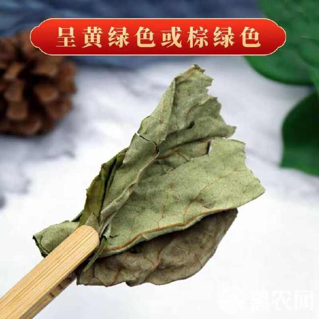 中药材新货柿子霜后叶非新鲜柿叶整张叶柿子叶茶柿子叶袋泡茶柿叶