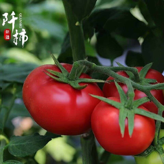 普罗旺斯西红柿主产区优质地区特产沙瓤多汁，酸甜可口，果香浓郁