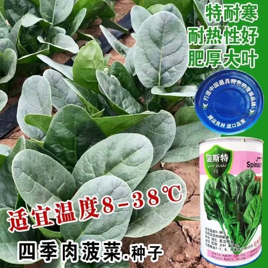 沭阳县四季肉菠菜种子可抗8-38°C高温厚肉黑亮直立抗病强四季肉菠