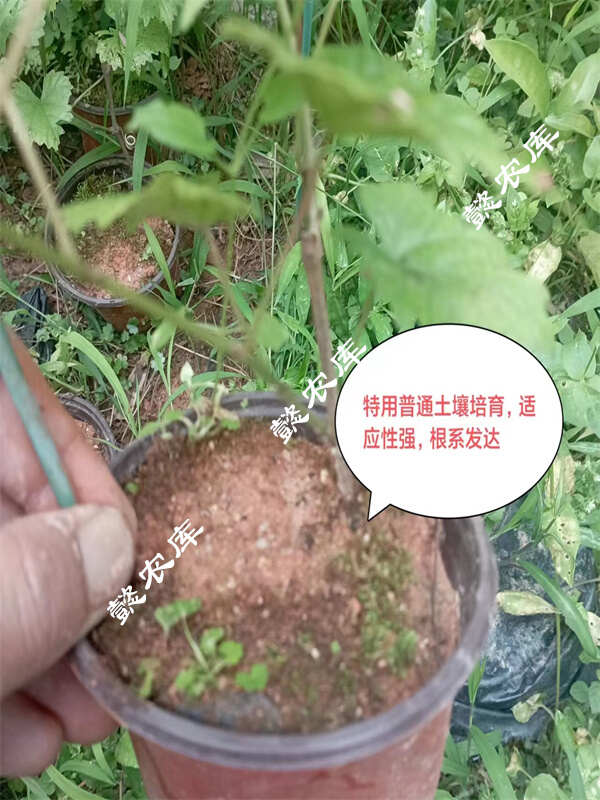 伊森美国圆叶葡萄庭院露天地栽果树苗抗性强麝香葡萄
