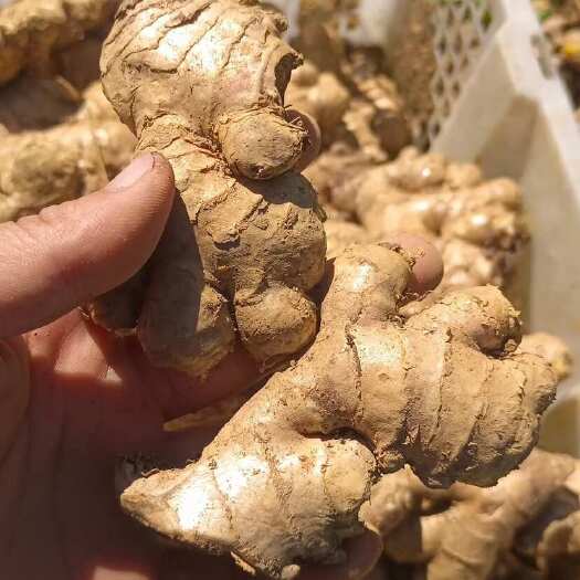 成都云南小黄姜现挖生姜泥姜洗姜老姜土姜批发包邮