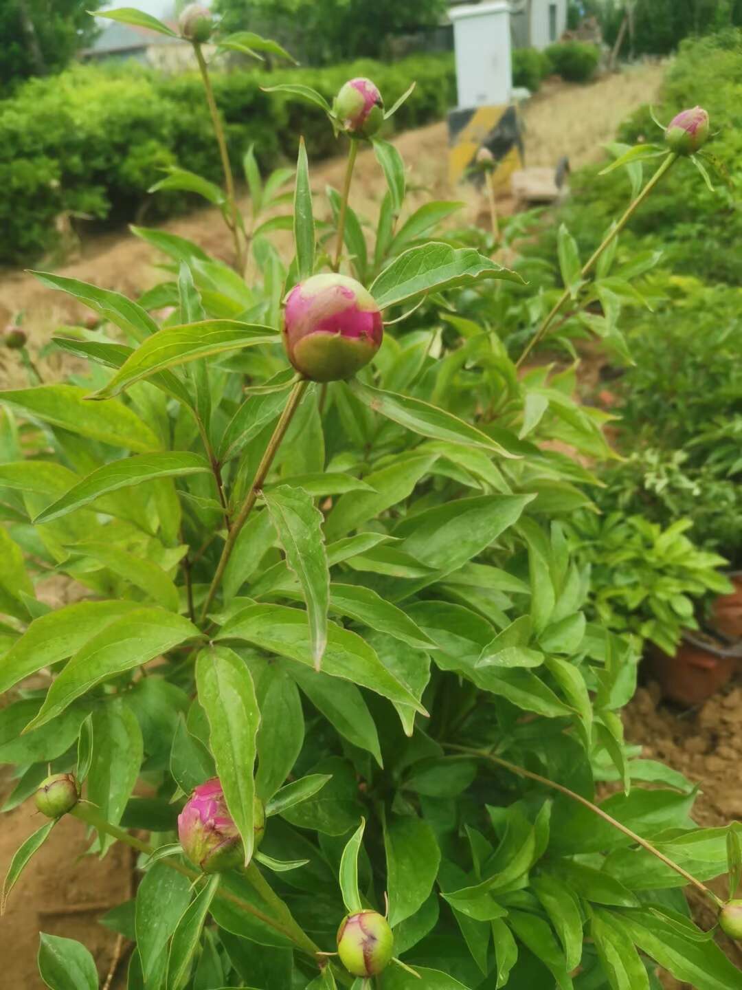 绿化芍药 芍药 死苗补发 观花植物 量大可优惠