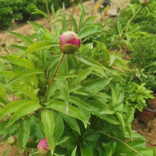 青州市绿化芍药 芍药 死苗补发 观花植物 量大可优惠