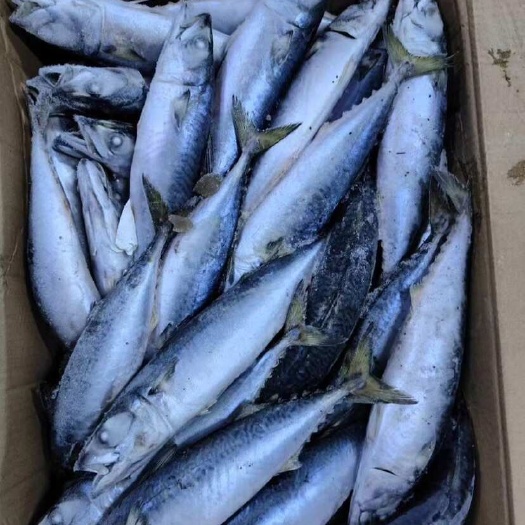 霞浦县灯光船冻青鱼2/3只一斤