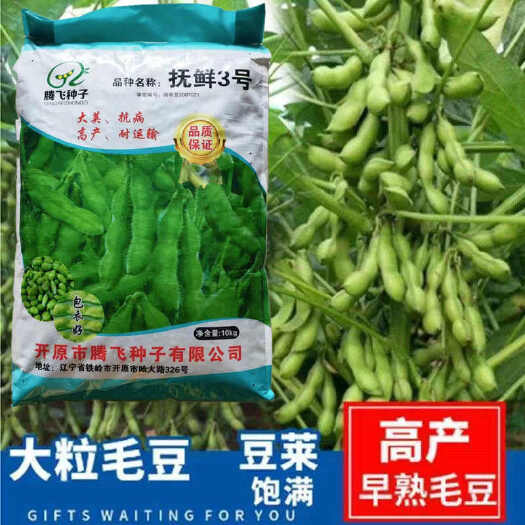 沭阳县毛豆种子 抚鲜3号大青豆种籽 鲜食大粒农家早熟丰产春季大豆种