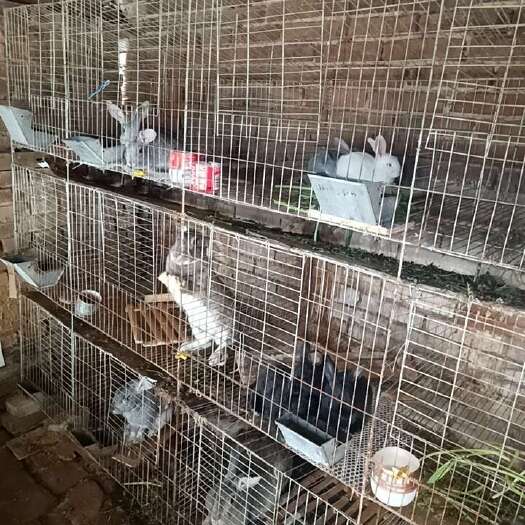 定州市自繁自养的家兔小兔子定州附近自提
