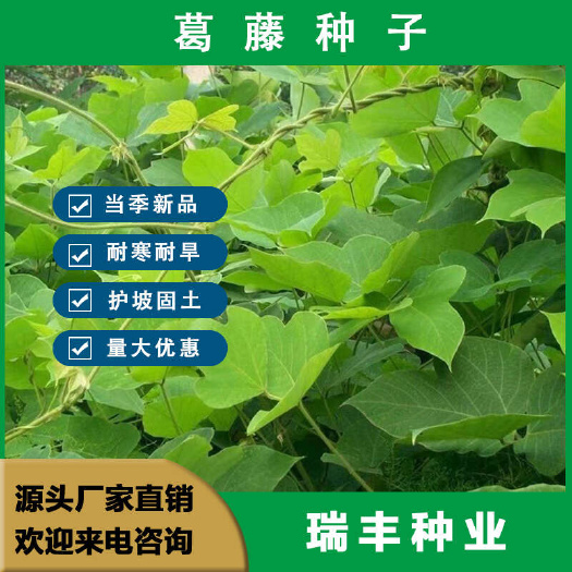 葛藤种子 护坡种籽藤野葛根边坡绿化藤本植物护坡固土绿化爬藤种