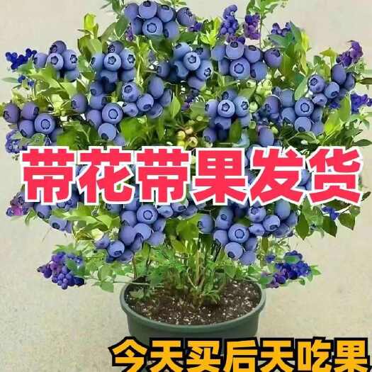 平邑县奥尼尔蓝莓苗  带土发货大果蓝莓 盆栽蓝莓苗品种齐全南北方种