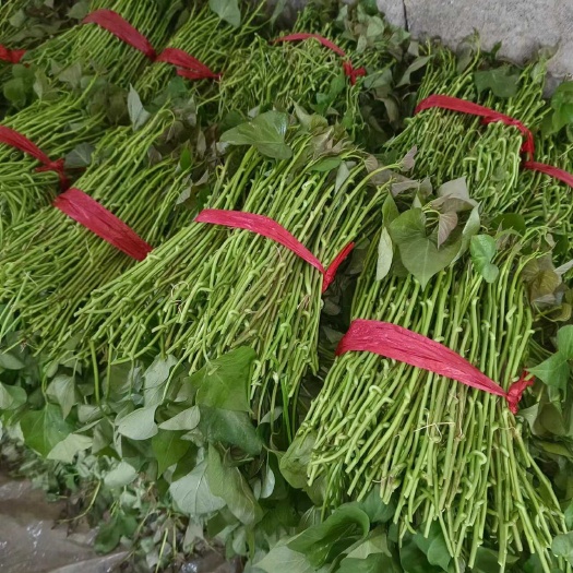 烟薯大田苗  扩繁苗  蔓头苗