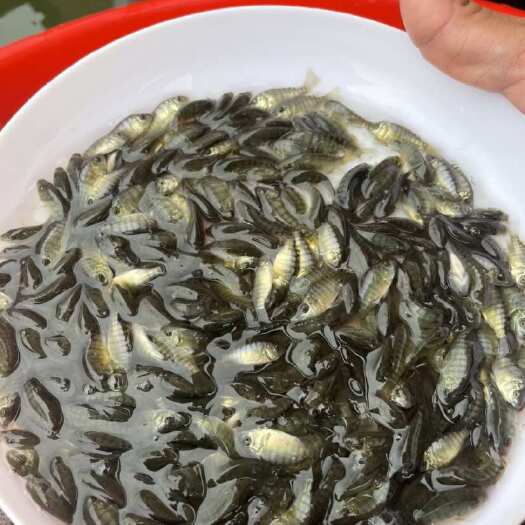 广州优质快大型罗非鱼苗脆肉罗非基础苗淡水养殖鱼场直销