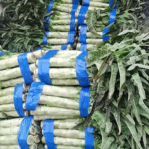 精品莴笋 红叶香莴苣  大棚莴苣1.5左右支持各种包装