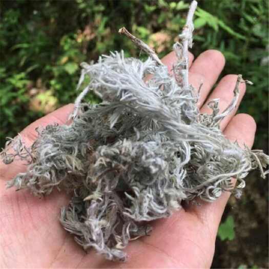 亳州中药材茵陈绵茵陈茵陈蒿草中草药茵陈茶新货