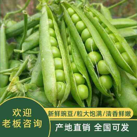 襄樊湖北本地豌豆 带壳豌豆青豌豆荚粒 大饱满产地直供量大优惠