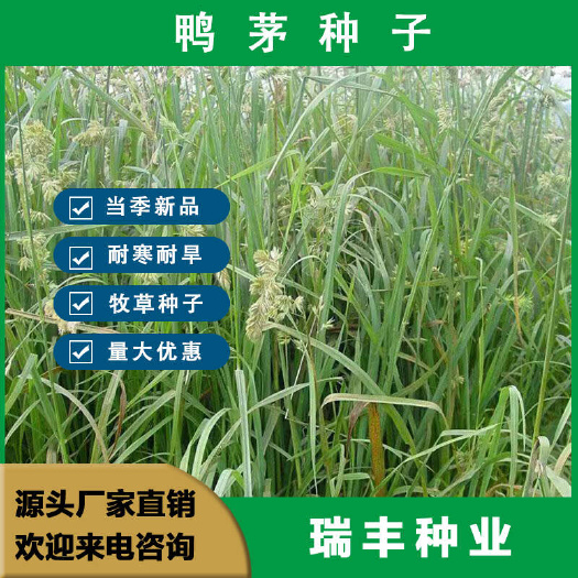 鸭茅种子 牛羊鹅兔鱼鸡多年生牧草种子 鸭茅草种子护坡固土种子