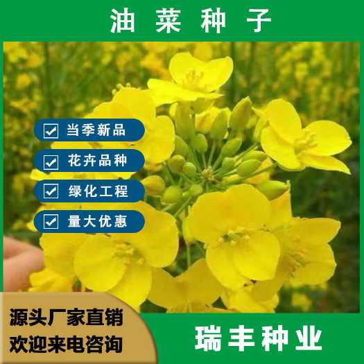 观赏油菜花种子油菜籽彩色油菜种籽景观花海绿化花种籽子耐寒种子