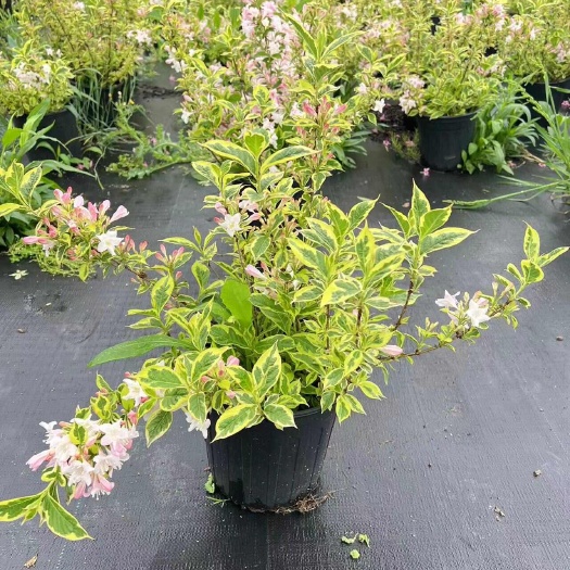 花叶锦带花