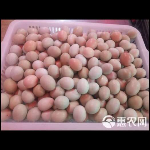 广东深圳土鸡蛋