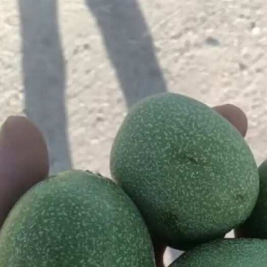  核桃