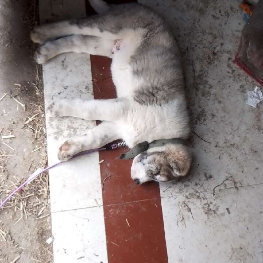  牧羊犬