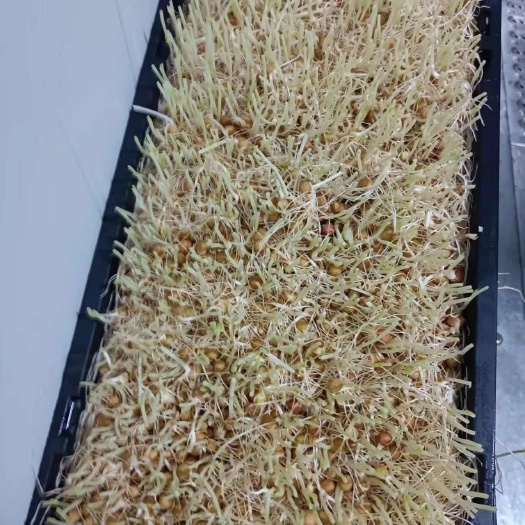苏州基地直供水培豌豆苗根，畜牲饲料，畜牲羊牛等直吃